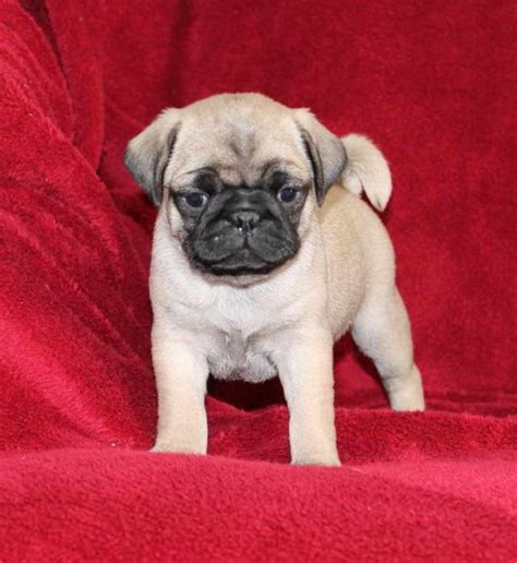 Chinese Pug For Sale