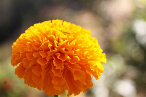 Marigold Flower Gold · Free Photo On Pixabay
