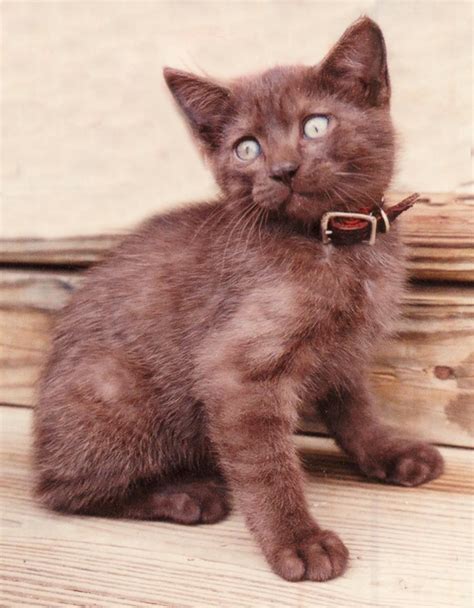 Best manx cat breeders & websites. Bengal Manx Kittens Cats Breeder Bengals Cat Ben Bob For ...