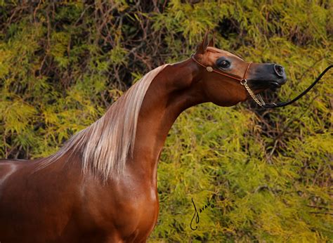 Coleal Arabian Horse Farm Arabian Horses Stallions Farms Arabians