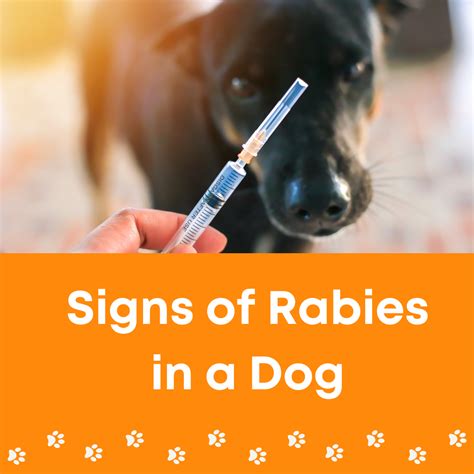 Signs Of Rabies In A Dog