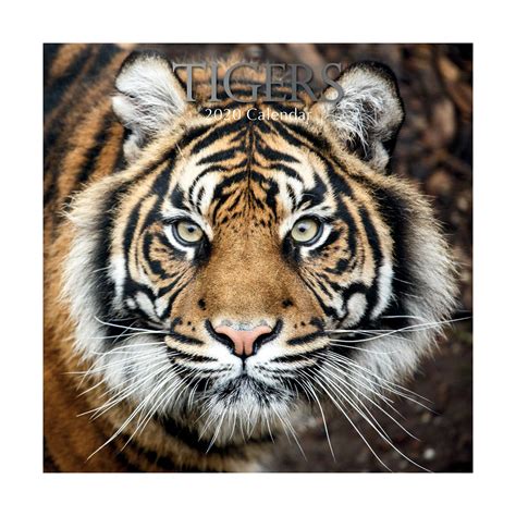 Calendrier 2020 Tigre