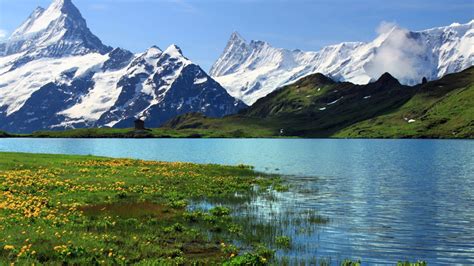 Rocky Mountain Snow Alps River Meadow With Green Grass And Yellow