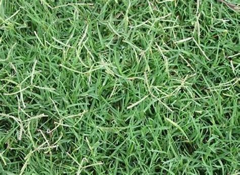 Bermuda Grasses In Bengaluru Latest Price And Mandi Rates From Dealers