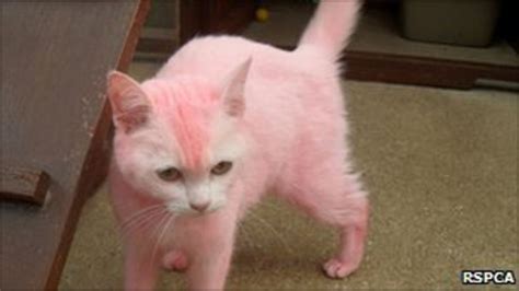 Sick Prank Leaves Cat Dyed Pink In Swindon Bbc News