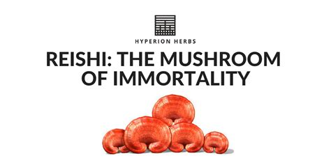 Reishi The Mushroom Of Immortality Hyperion Herbs