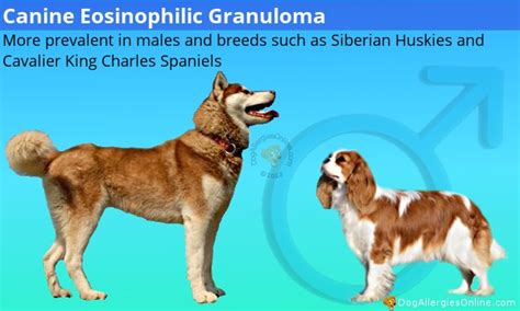 Eosinophilic Granuloma Complex And Canine Eosinophilic Granuloma