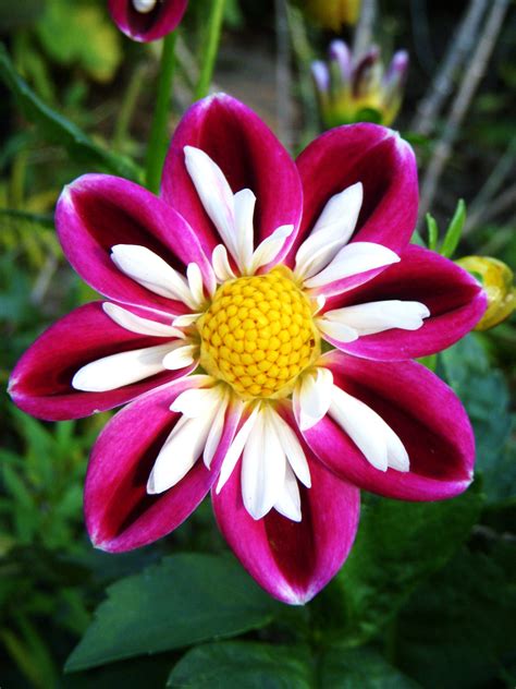 As 25 Melhores Ideias De Unique Flowers No Pinterest Amor Flores
