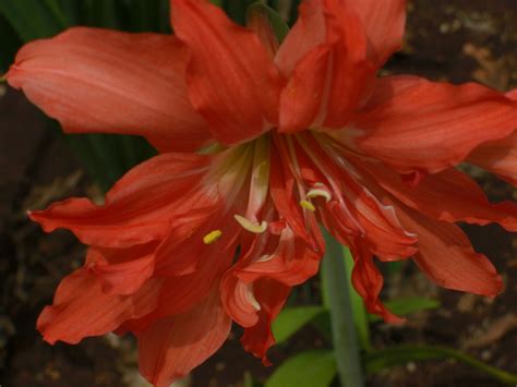 Shop our collection to find the perfect bouquet or gift basket! Cancun Flower | Unique gardens, Flowers, Plants