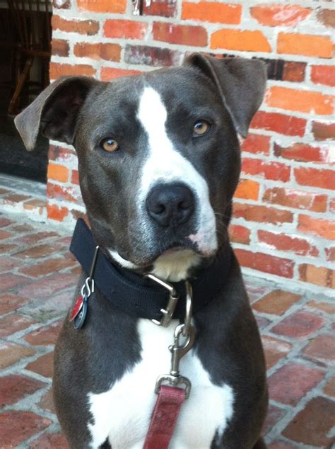 Handsomedogs This Is Goof My Loveable Pitlab Mix Pitbull Lab Mix