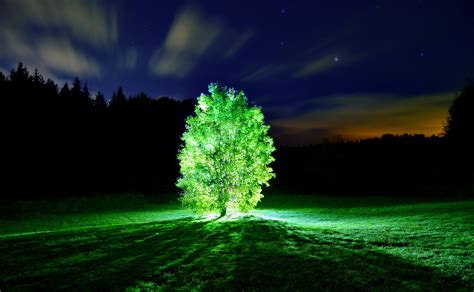 Tree Lights Glowing Tree Night Landscape Nature Wallpapers Hd