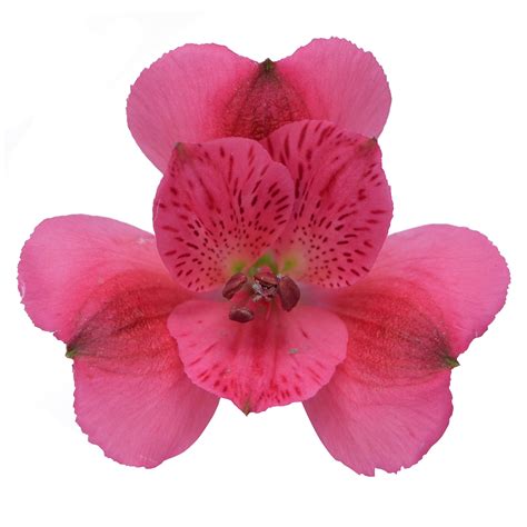 Maybe you would like to learn more about one of these? Alstroemeria - Rome - Pick-up Flower Catalog