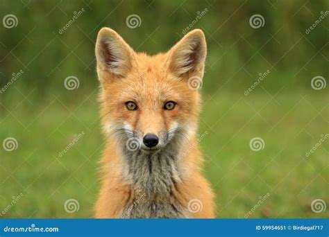 Fox Head Stock Images Download 4329 Royalty Free Photos