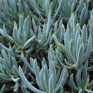 Blue chalksticks is an unusual plant that jazzes up any plant collection due to its blue coloured foliage. SENECIO BLUE CHALK STICKS - Garden Express