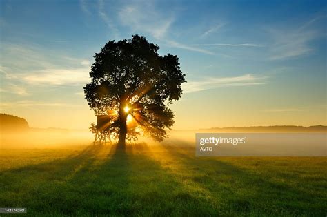 Backlit Tree In Morning Mist On Meadow At Sunrise High Res Stock Photo