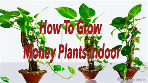 How To Grow Money Plant Indoor Garden Synthesis