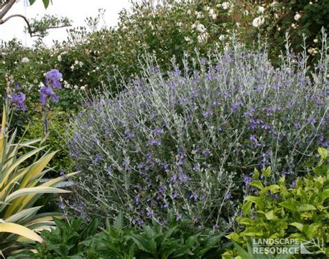 Our desert plants are particularly drought resistant/drought tolerant plants (xeric plants). Azure bush germander blooms in the winter. Pretty foilage ...