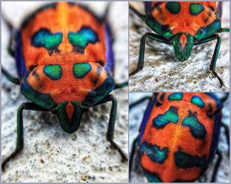Hibiscus Harlequin Bug In Brisbane Queensland Aussie Mobs Flickr