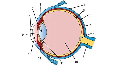 Diagram Of The Human Eye Without Labels