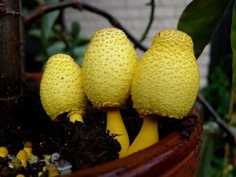 How to prevent gnats in. Houseplant Care Guides: The Yellow Houseplant Mushroom...Eww!