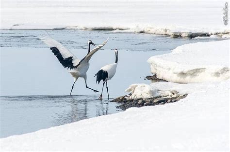 Japan Overland Travel Admiring Wildlife On Hokkaido In Winter