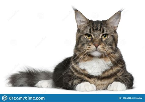 We adopted a cat (about 9 months old from a cat rescue) who spent 6 months hanging out in our laundry room and we had to go in there to love on him and play with him. Maine Coon Cat, 9 Months Old Stock Photo - Image of ...