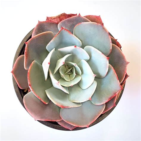 Echeveria White Rose Rare Succulent Perfect T For Succulent Lover