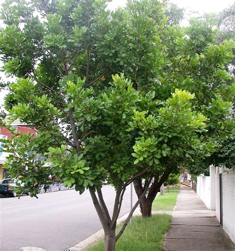 Tuckeroo Tree Best Tree For Brisbane Gardens