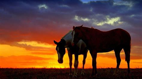 Galoppierendes Pferd Im Sonnenuntergang Shooting Im Sonnenuntergang