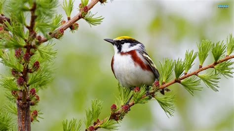 Beautiful Birds Wallpapers Hd Wallpapers High Quality