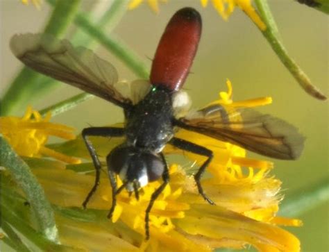 Black Fly With A Red Abdomen Cylindromyia Bugguidenet