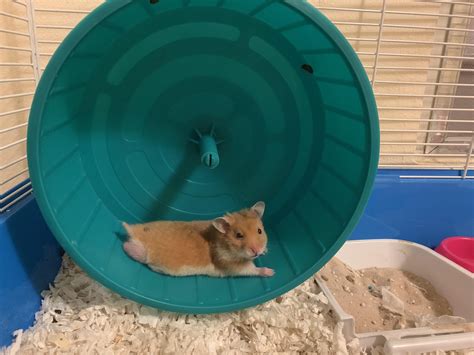My Sirian Hamster Lays Like That After Running Is That Bad Rhamster