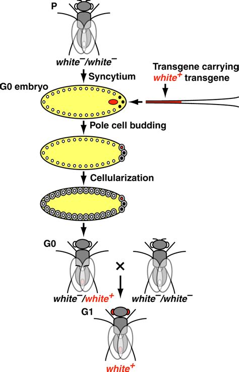 transgenesis upgrades for drosophila melanogaster development