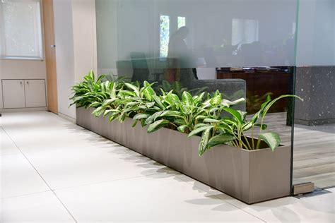 Plants For Offices Treemendous