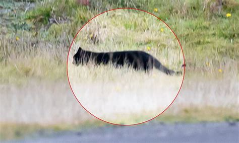 Massive Feral Cat Is Spotted Roaming Around Victorias Otway Ranges