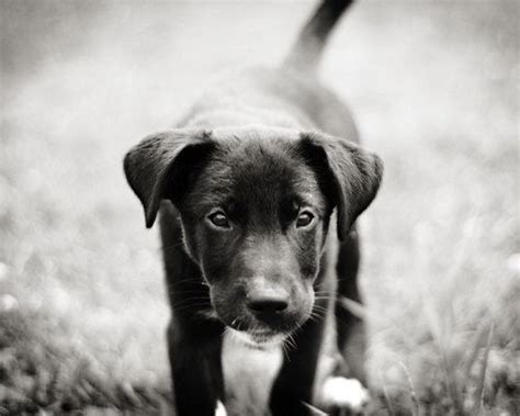 Shelter Dog Black And White Photography Puppy 5x7 1200