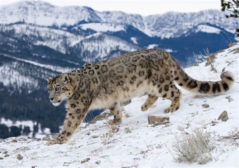 Camera Trap Captures Snow Leopards In Nanda Devi National Park