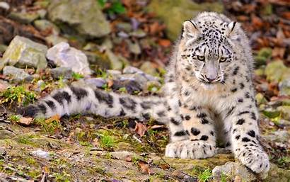 Snow Leopard Wild Animals Cats Wallpapers Leopards
