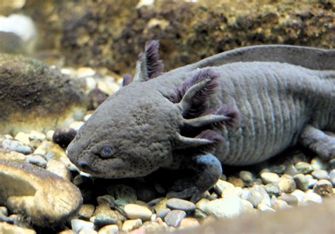 Mexican Water Monster The Regenerating Axolotl