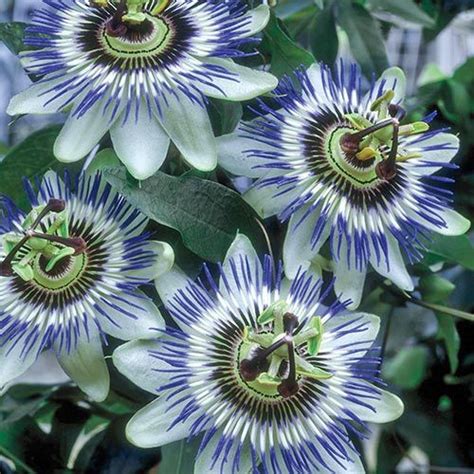 The julia ward howe birthday book, selections from her works; Blue Passion Flower - Michigan Bulb | Blue passion flower ...