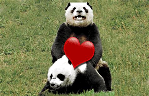 Romance Is In The Air For Edinburgh Zoos Pandas Metro News