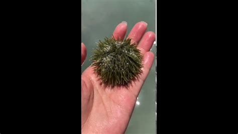 Baby Sea Urchin Youtube