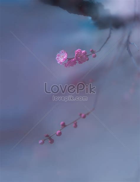 Plum Blossoms Shrouded In Morning Mist Picture And Hd Photos Free