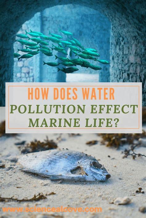 How Water Pollution Effects Marine Life With Images Water