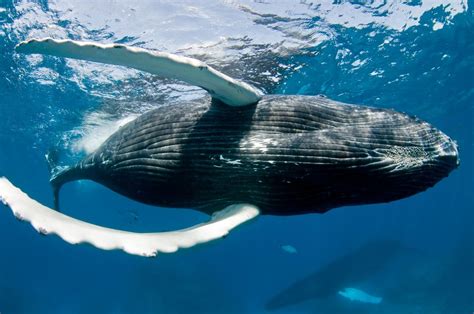 Humpback Whale Megaptera Novaeangliae Calf Humpback Whale Whale