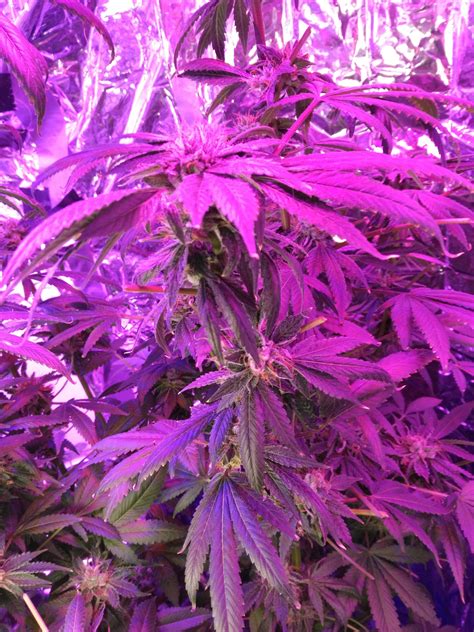 Purple Kush Grow Journal Week15 By Mcblazingninja Growdiaries