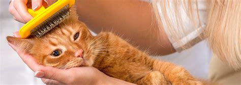 Cat Hair Loss Causes Diagnosis And Care Tips Purina