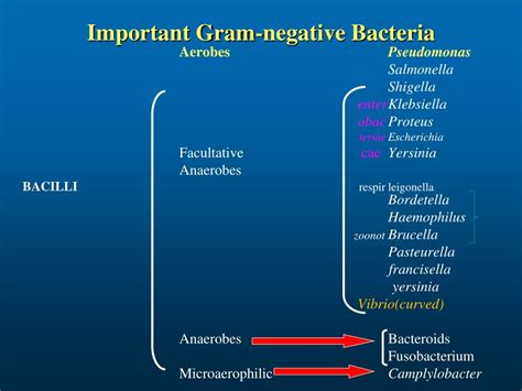 Image Result For Gram Negative Bacteria Classification Gram Negative