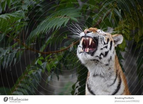 Close Up Front Portrait Of One Young Siberian Tiger Roaring A Royalty