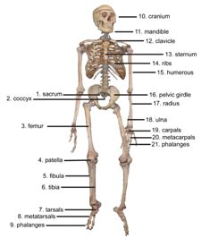 The musculoskeletal system provides form, support, stability, and movement to the body. GK Quiz on Bones, Joints and Muscles